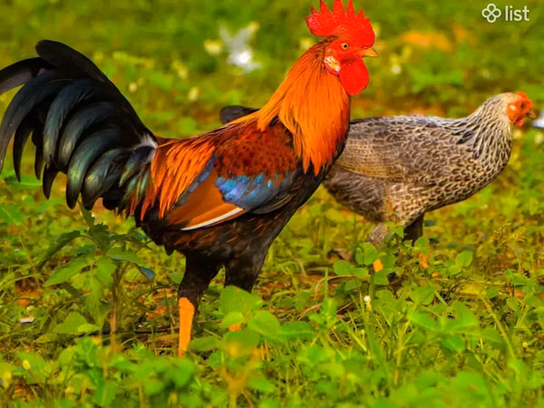 Chickens — 亚美尼亚