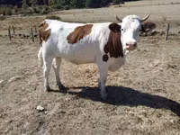 Cow, Montbéliarde — photo 2