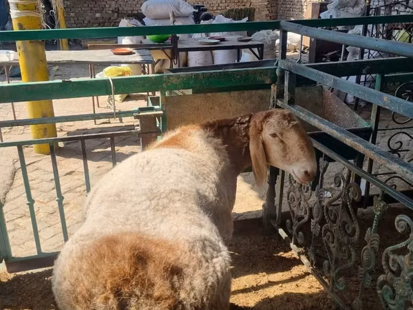 Ram, Sheep — Uzbekistan
