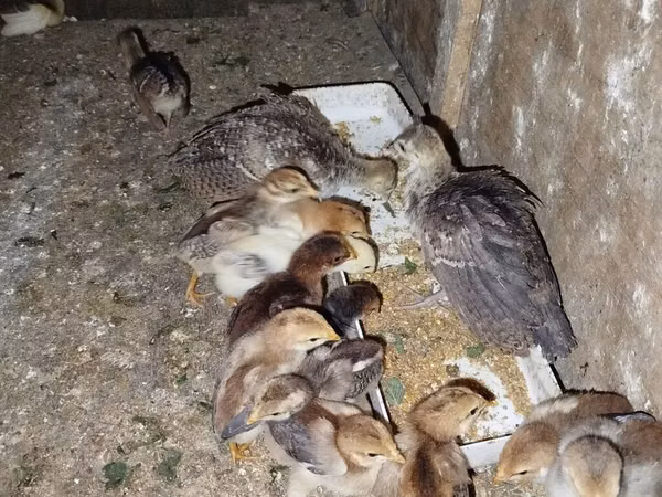 Chickens — Azerbaïdjan