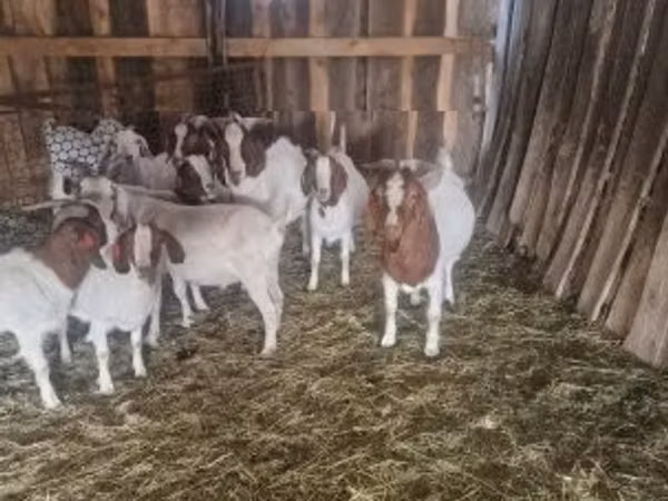 Bock, Boer goat