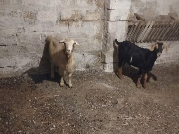 Billy Goat, Goats — Azerbaijan