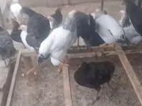 Chickens — sawirka 8