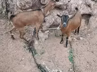 Chèvres (lot, sexe non indiqué), Nubian Goat — photo 1