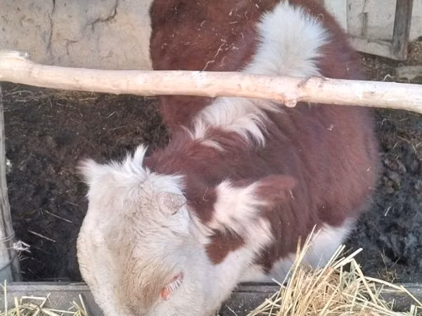 Cattle (batch, sex not specified), Hereford — Uzbekistan