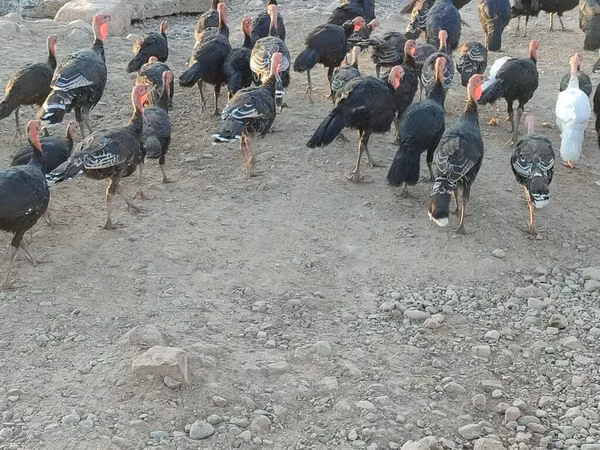 Turkeys — Kyrgyzstan
