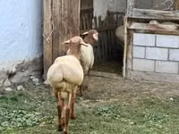 قوچ, Rhon sheep — عکس 8