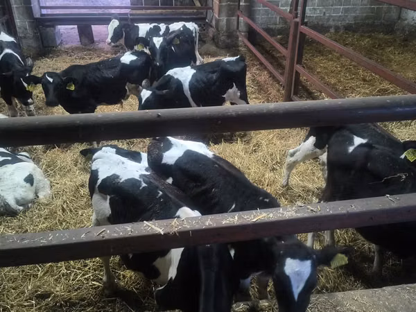 公牛, Russian Black pied cattle — 波兰