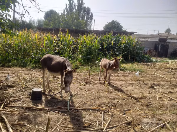 Mare, Horses — Uzbekistan
