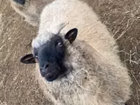Får, White Suffolk sheep — foto 4