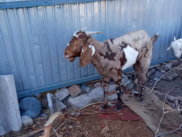 Billy Goat, Goats