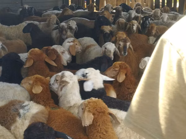 Ram, Kazakh fat-tailed coarsewool sheep — Kazakhstan