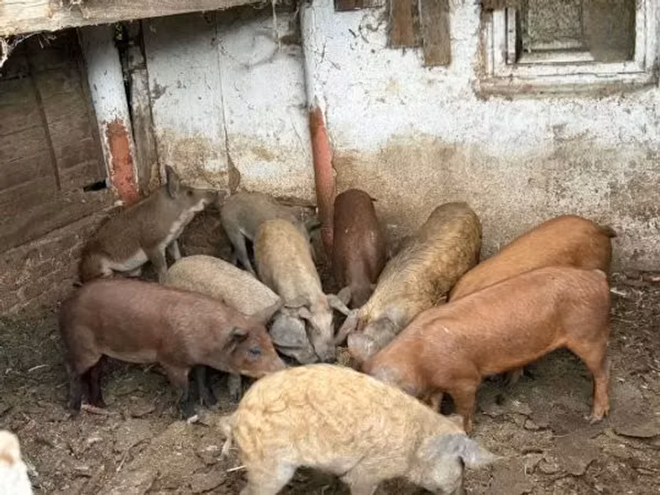 หมูป่าตัวผู้,  — ฮังการี