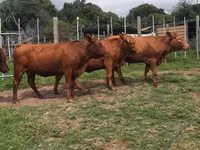Vache, Nguni cattle — photo 2