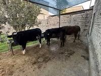 Mucca, Bovini — foto 5