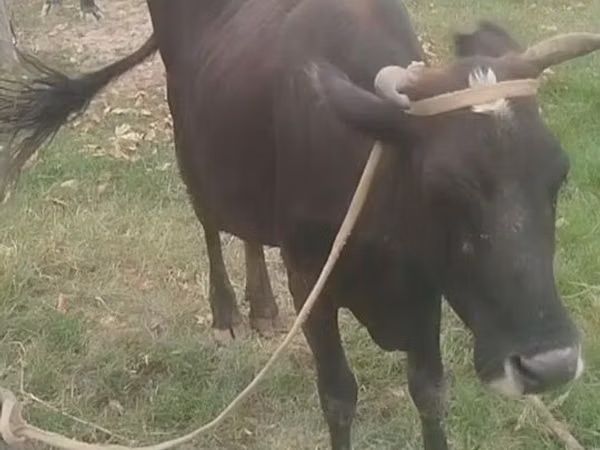 Cow, Cattle — Uzbekistan