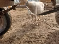 Goat, Goats — photo 2