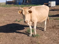 Vache, Latvian Blue cattle — photo 2