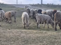 Bou, Bovine — foto 2