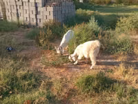 تيس, Saanen goat — الصورة 4