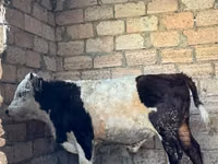 Bull, Kazakh White-headed cow — photo 1