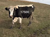 Сиыр, Russian Black pied cattle — 4-сурет