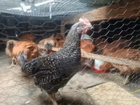 găini Shamo — foto 5