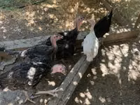 Turkeys — تصویر 1