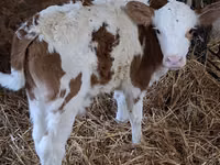 Bulle, Simmental cattle — Foto 5