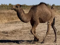 Velbloudice, Kazakh Bactrian camel — foto 1