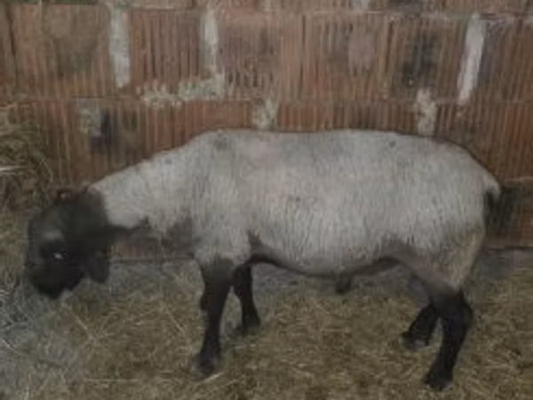 Ovan, White Suffolk sheep — Мађарска