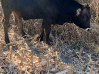 Banteng, Swiss cattle — foto 3