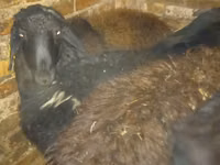 كبش, Qashqai sheep — الصورة 3