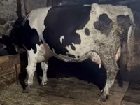 Αγελάδα, Russian Black pied cattle — φωτογραφία 5