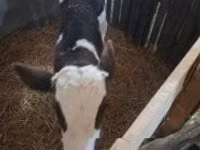 Lembu jantan, Cattle — foto 1