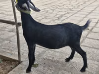 Ged, Alpine goat — foto 1