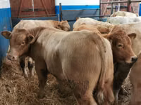 Sığır (parti, cinsiyet belirtilmedi), Simmental cattle — foto 1