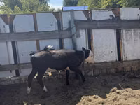 Bull, Cattle — photo 2