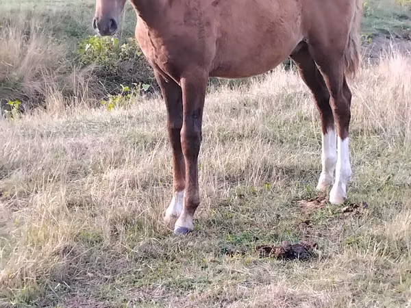 Horse (M), Horses — Moldova