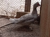Ducks — عکس 5