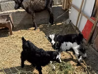 Billy Goat, Goats — photo 3