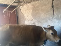 Banteng, Cattle — foto 3