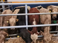 Banteng, Aberdeen-Angus — foto 4