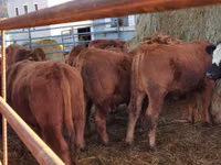 Bull, Simmental cattle — photo 5