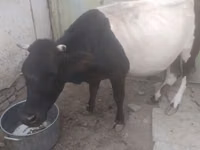 Cow, Russian Black pied cattle — photo 2