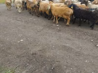 Ram, Sheep — photo 6