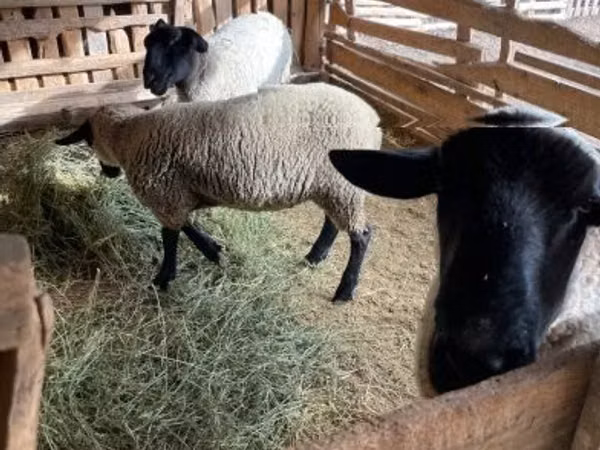 Ram, White Suffolk sheep