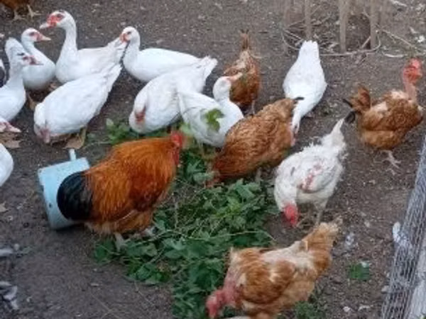 Ducks