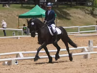 Kůň, Friesian — foto 1
