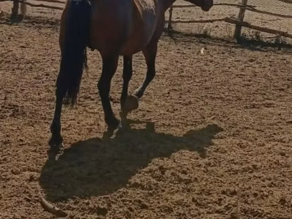 Mare, Kazakh horse — Kazakhstan
